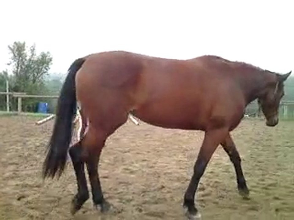 Ufana en longe sur des barres au sol