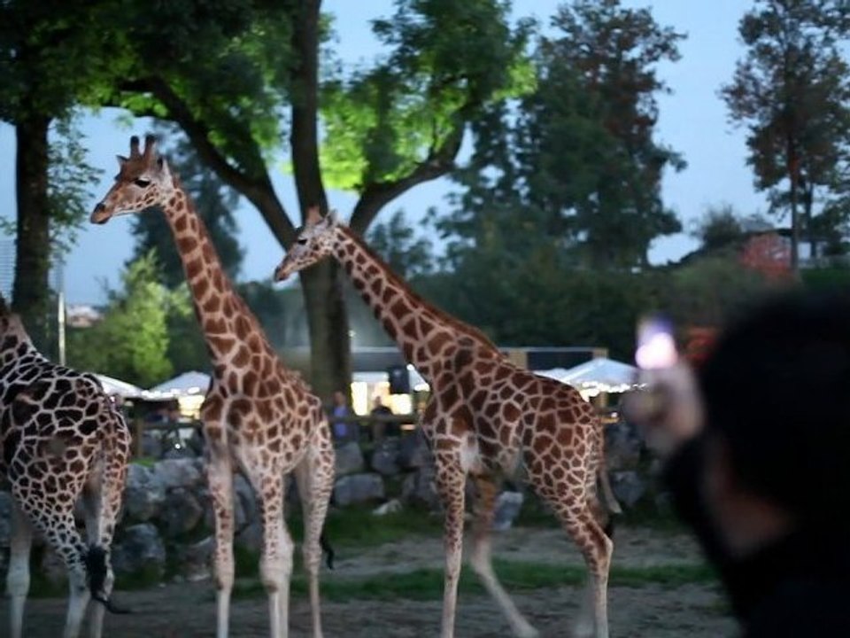 Zoo de Maubeuge : La fête de la girafe