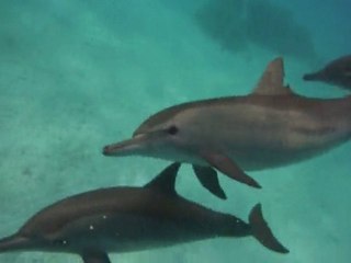 Nage avec les dauphins
