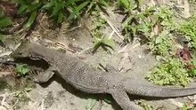 Gros Lézard juste devant nous à Langkawi