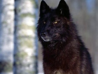 CADEAU POUR VALERIE ( ENKI 84 )