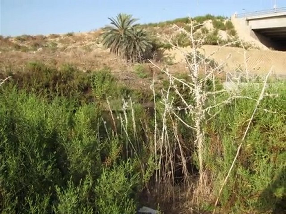 בבוקר אל המוסך