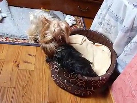 mes puces en plein jeux