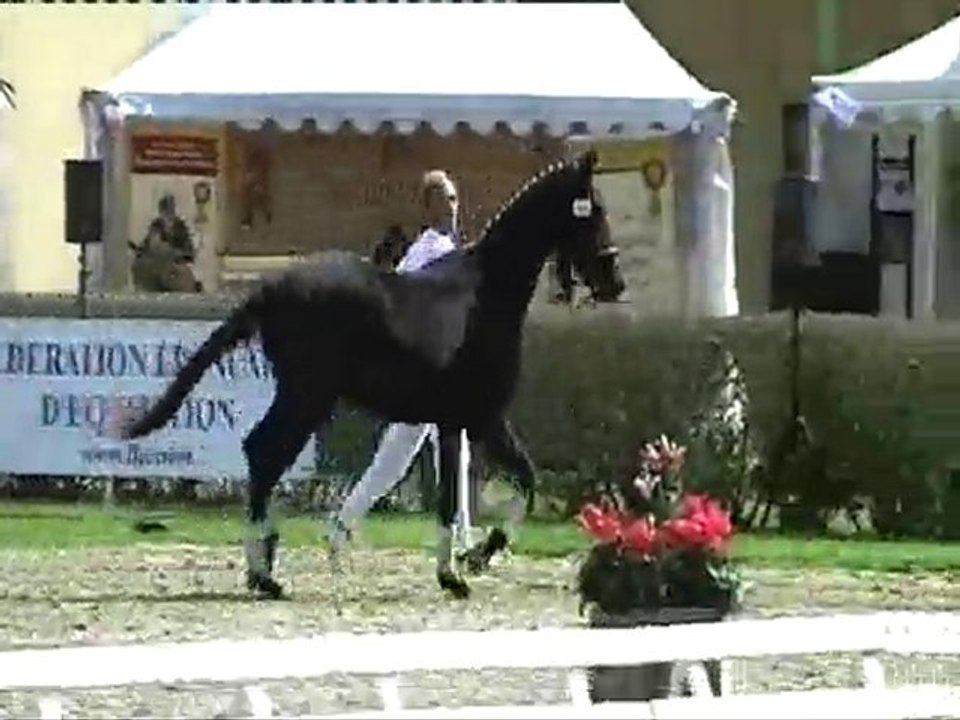 france dressage 2ans saumur 2010 (mâles )