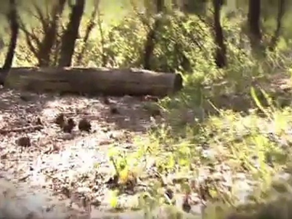 Salle des refuges d'art - Andy Goldsworthy