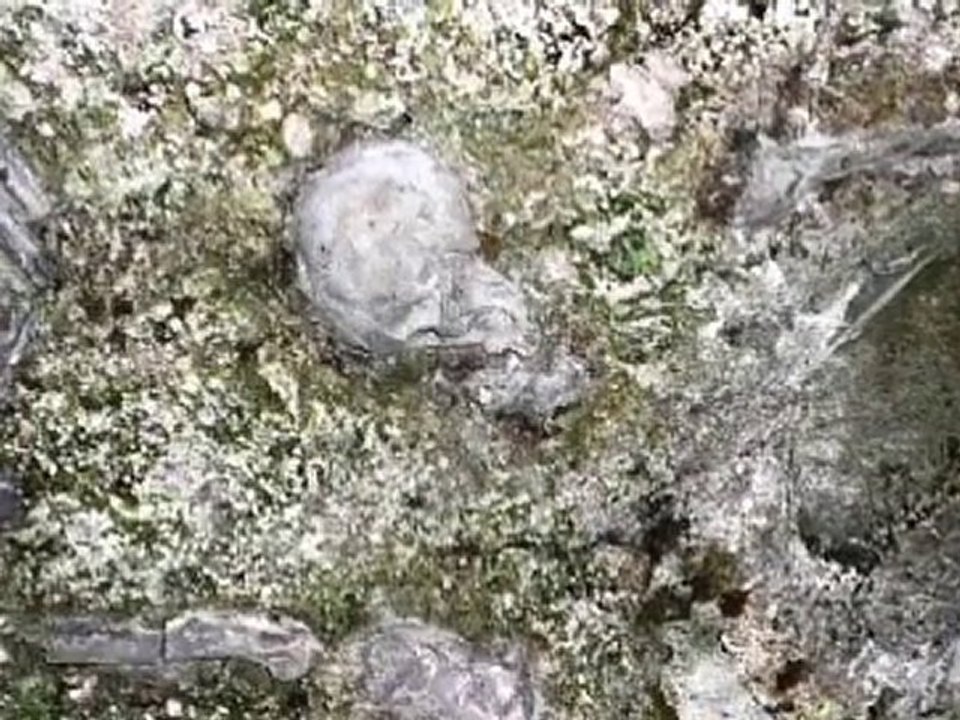 Salle de l'Hydropithèque - Joan Fontcuberta