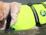 Yellow Lab at the Beach PLaying