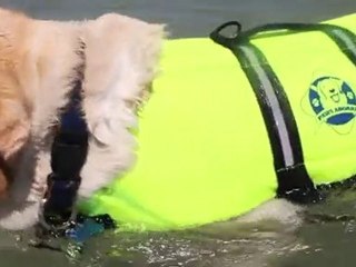 Yellow Lab at the Beach PLaying