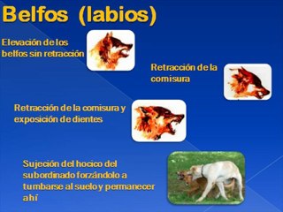 Comunicación Con Los Perros 3