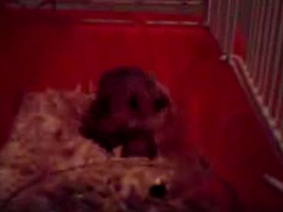 HamsterGangsta