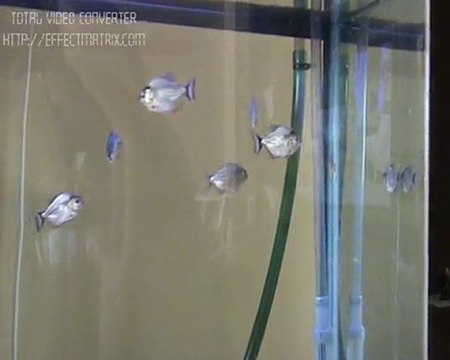 My baby piranhas 2