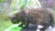 exotica_torti_grimper