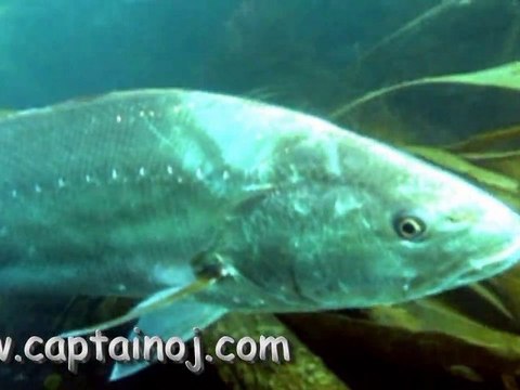 Le maigre de 24.6 kgs de tomy