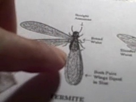 What's the Difference Between Termites and Ants