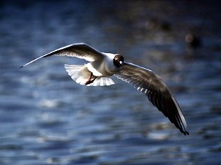 emre aydin - kağıt evler