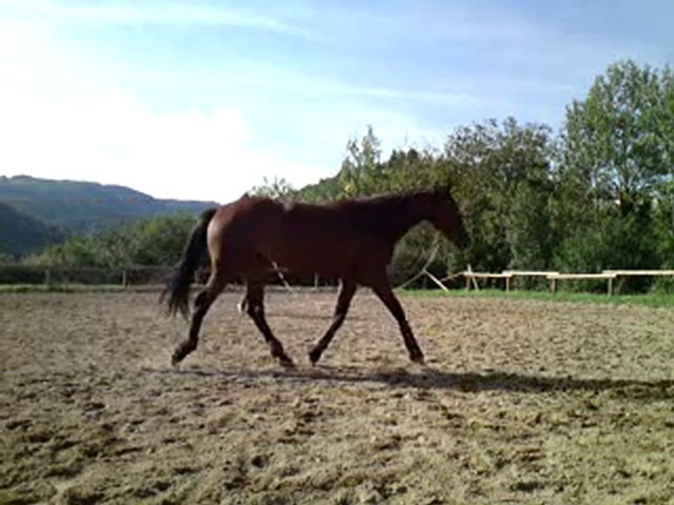 Séance du 1er octobre 2010 (longe)