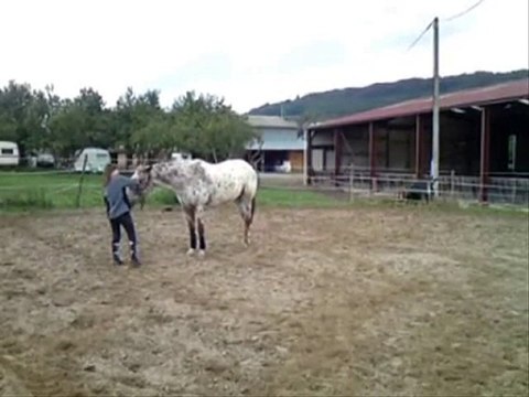 Premier ramener au trot en liberté