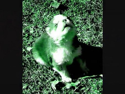 Siberian Huskies; Tripping Daisy - Brown Eyed Pickle Boy