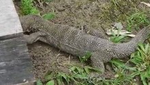 Gros lézard à Langkawi