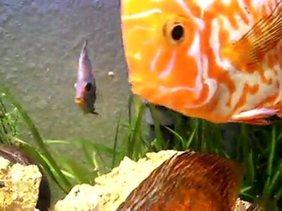 discus qui prend des petits point noir et bleu ... help !svp