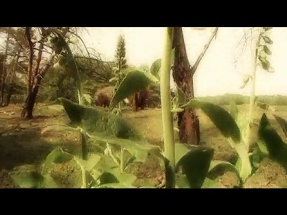 Trailer Highland Cows ( panasonic sdr s50 )