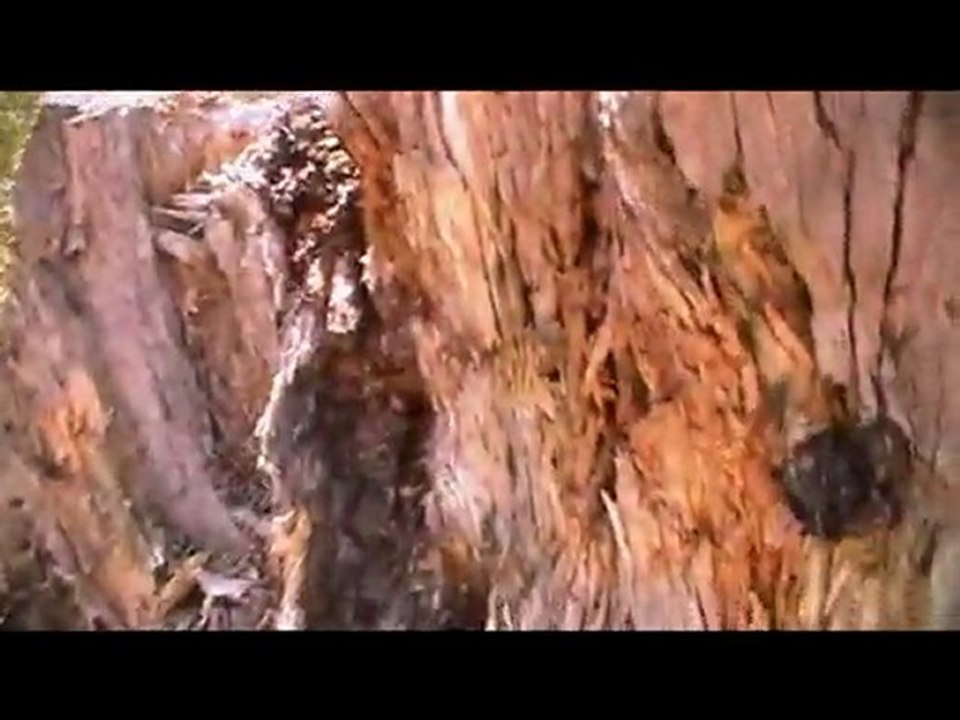 Trailer Planet Earth Cross Country ( test panasonic sdr s50