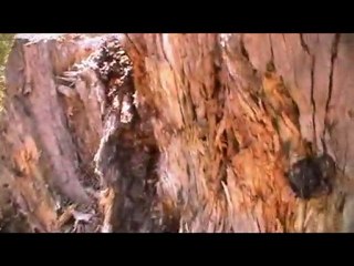 Trailer Planet Earth Cross Country ( test panasonic sdr s50