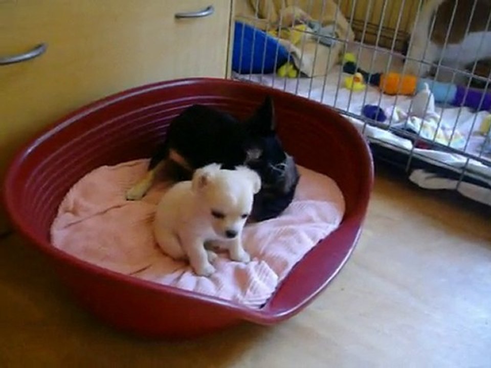 Bébés chihuahua - 6 semaines