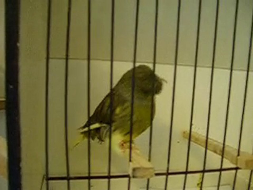 Dr. Ahmet Oğuz Alaylı - 2010 Gloster Yavruları