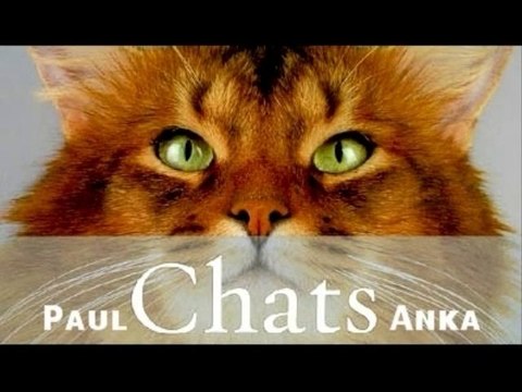 NOS AMIS LES CHATS