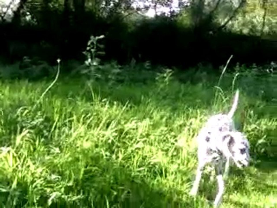 Choupette suit Cléo en balade