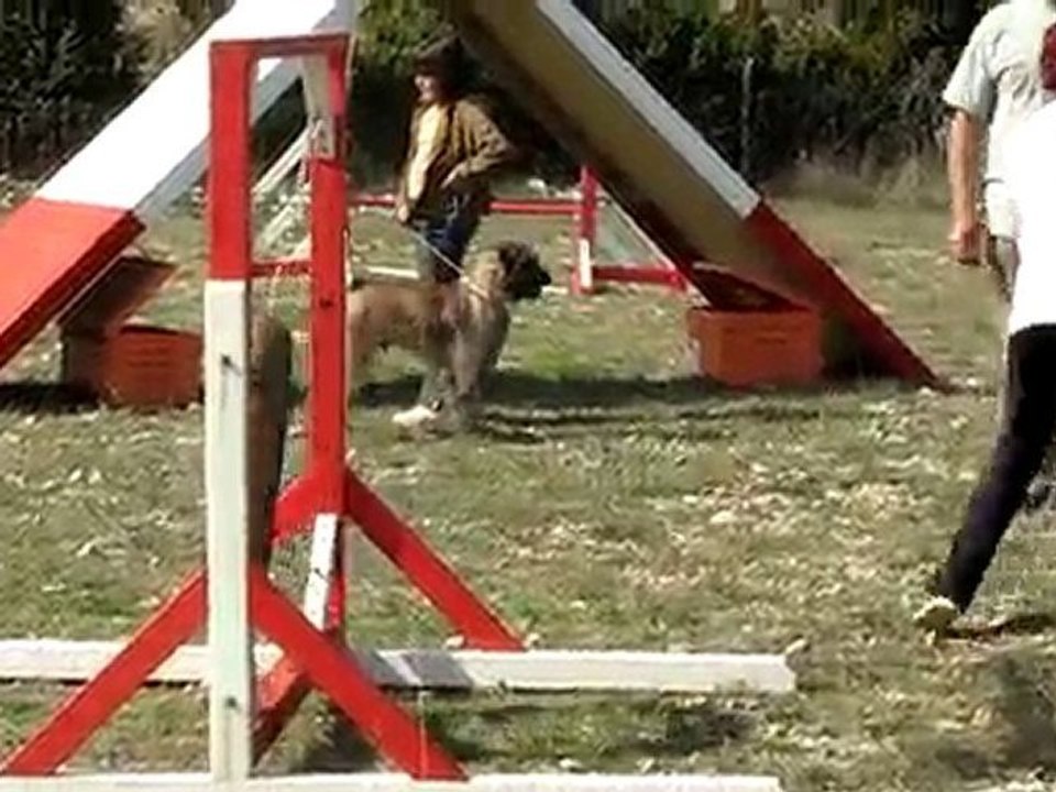 Eaven en Agility à 13 mois