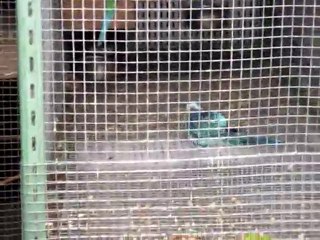 la pluie et les perruches (1)