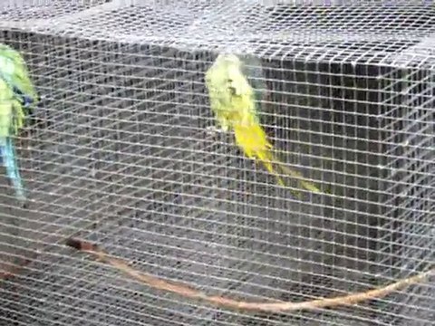 la pluie et les perruches (3)