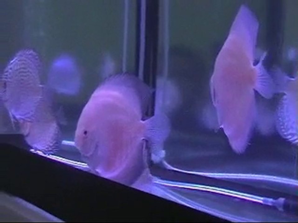 red valentine & red turquazlarım