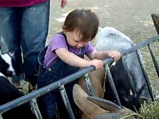 avec les chèvres d'afrique