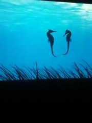 Seahorses Dancing -Denizatlarının Dansı...