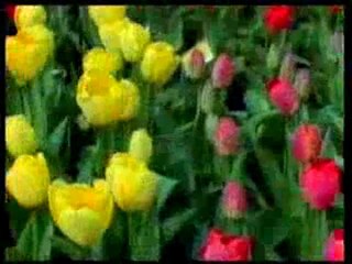 Peygamber Efendimiz (sav)'in tebliği