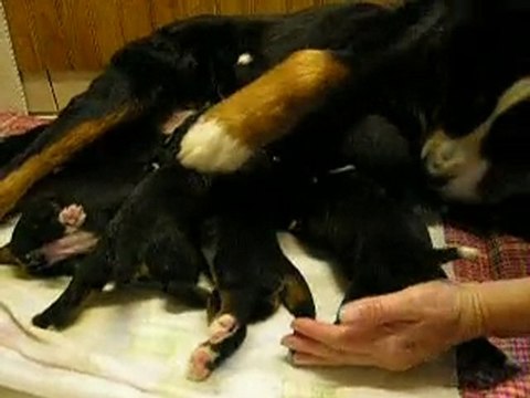Bouviers Bernois Chiots Auda T'Douce des Mystères...