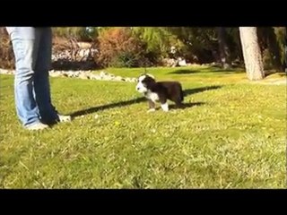 Victory Wind's Fuel For Life - Diesel, 8 semaines