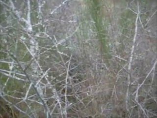 ferme sur sanglier le 7.02.2010