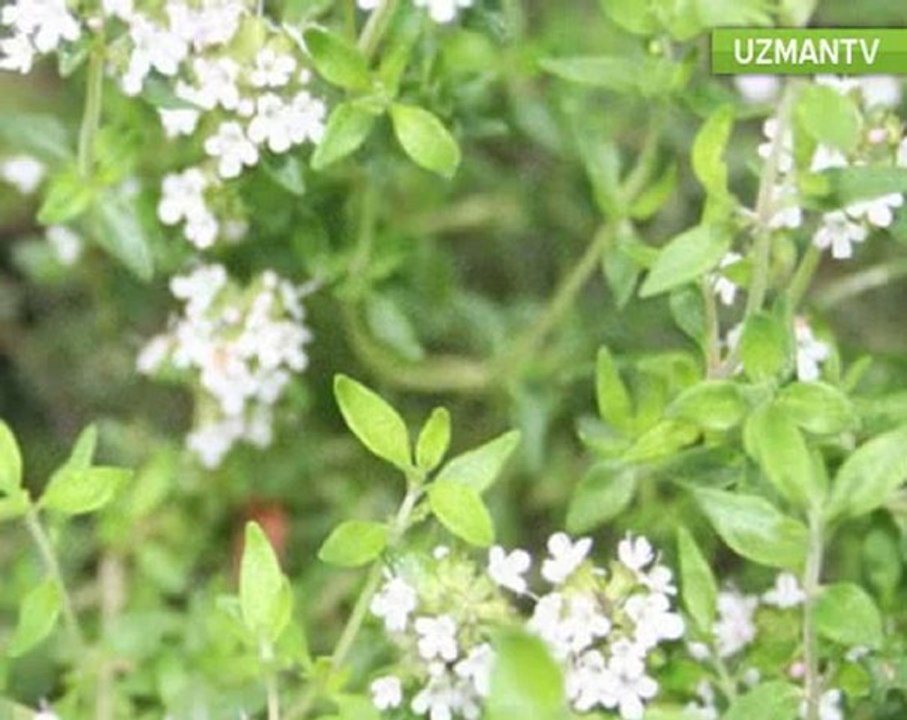 kekik-cay