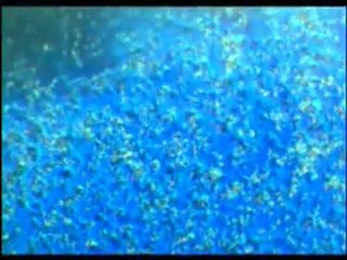 Les miracles du Coran 7sur9.flv