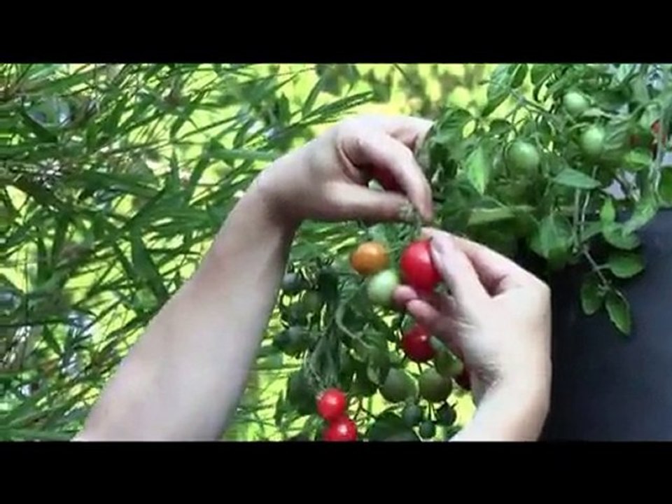 Oct. 3/10 Senga's Vlog - How to harvest tomatoes