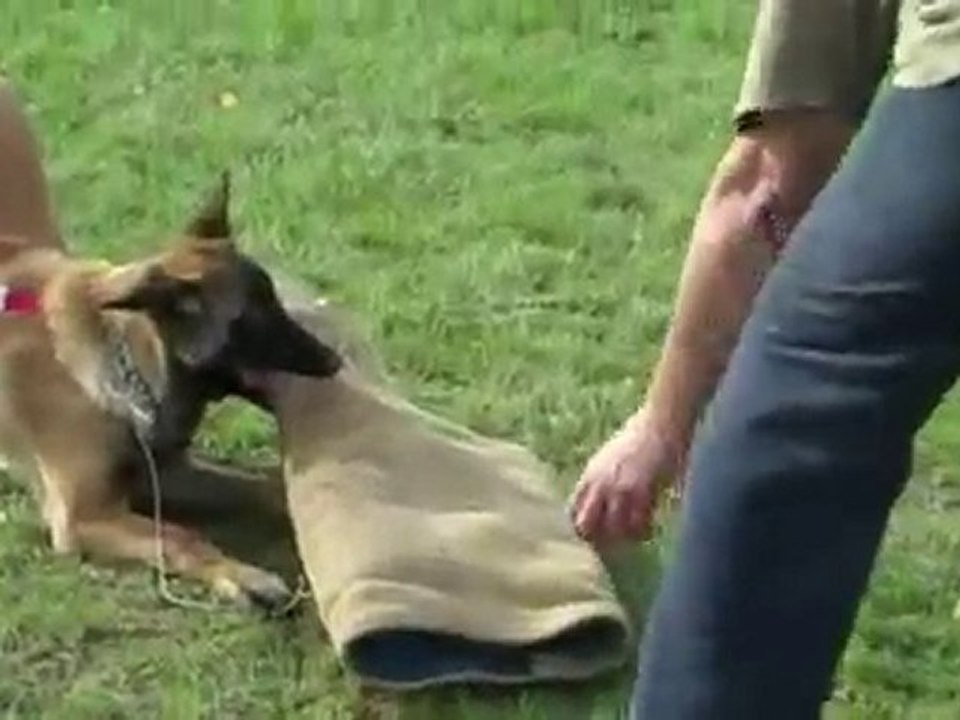 FALKO des flèches de Yuma  4 mois à l'entrainement