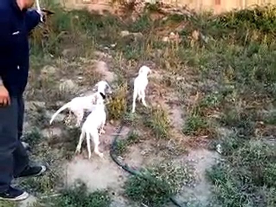 seterler ve ferma çalışmaları