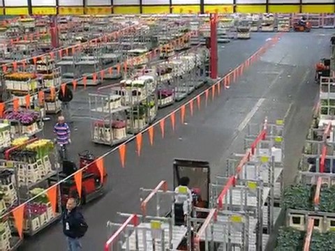 Aalsmeer : vie du marché aux fleurs 2