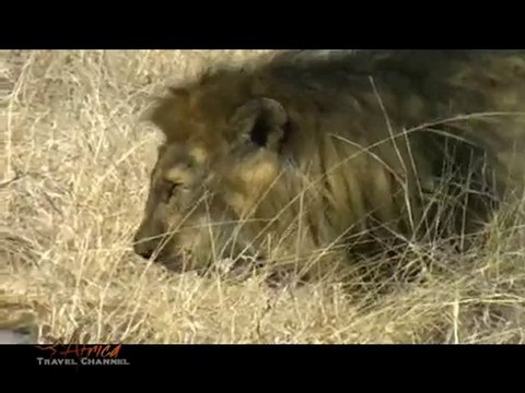 Lions Mating in Kruger National Park South Africa