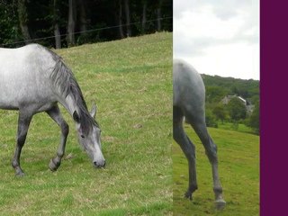 élevage acamel andenne PRE jument Zalema