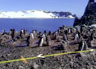 Google Street View en Antarctique au milieu des pingouins